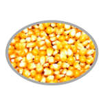 canned sweet corn