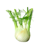 fennel