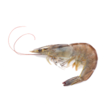 shrimp