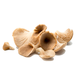 oyster mushroom