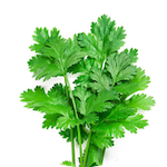 coriander