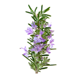 rosemary flowers