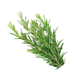 rosemary