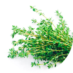 thyme