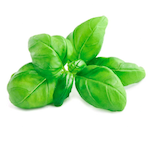 basil