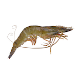 prawn